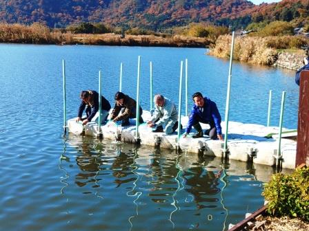 ニゴロブナの放流式